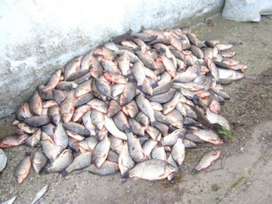 Peşte confiscat de poliţiştii de frontieră